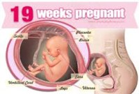 19 Weeks Pregnant